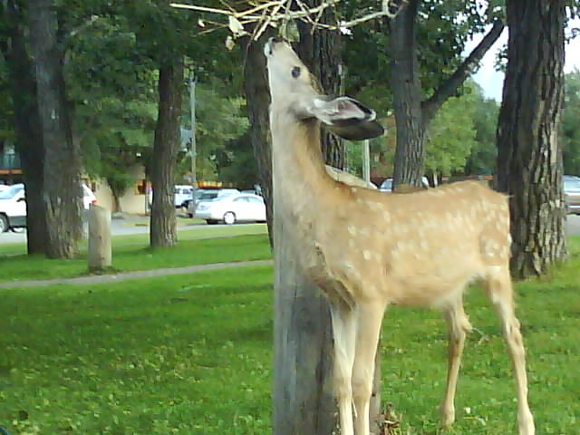 Alberta 129 Waterton.JPG